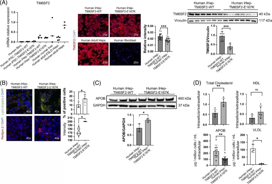 The TM6SF2-E167K mutation results in loss of function and alters lipid metabolism in human iHep.